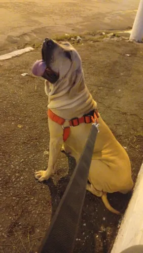 Fêmea Fila Brasileiro 