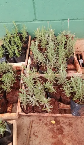 Lavanda mudas