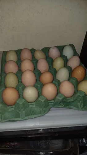 GSB galinha sertaneja balão de baixa grande