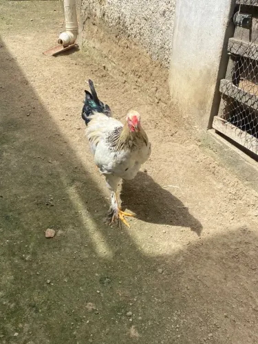 Vendo galos e galinha em Campina Grande 