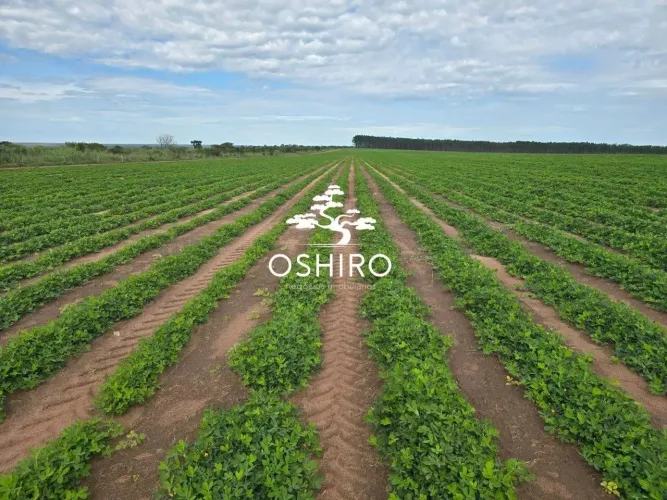 VENDE-SE FAZ. EM PRIMAVERADO LEST - MT - NIL - CÓD. 14194