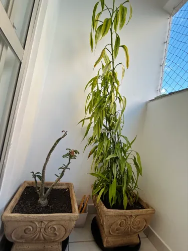 Vasos com plantas