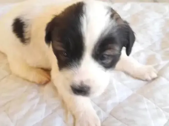 Cachorrinhos para doação 