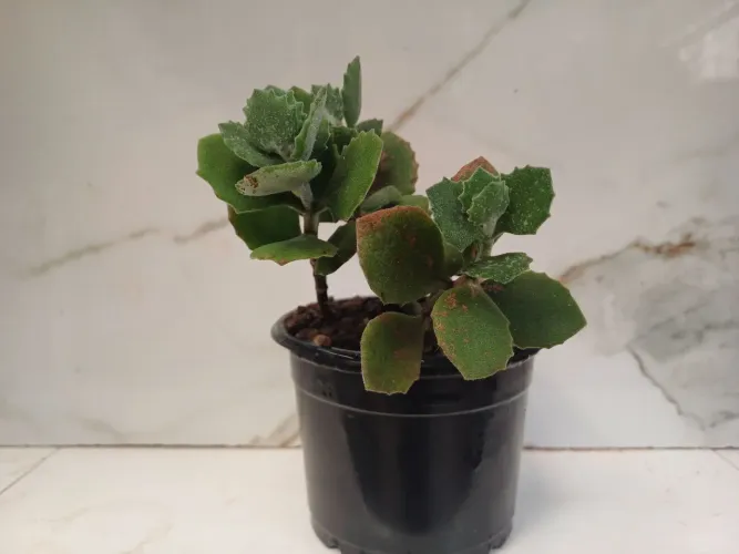 planta de veludo