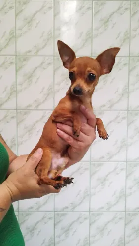 Casal de Pinscher Pequeno