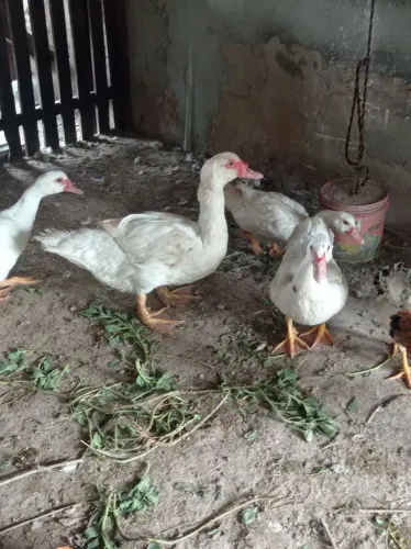 Pato
