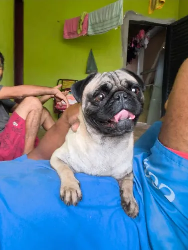Pug macho 2 anos cachorro sadiu excelente dog top tricolor