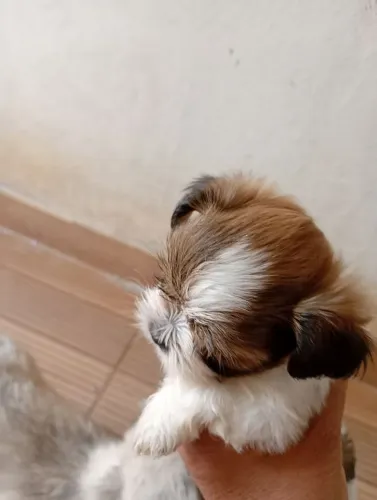 Filhote Shitzu Pedigree