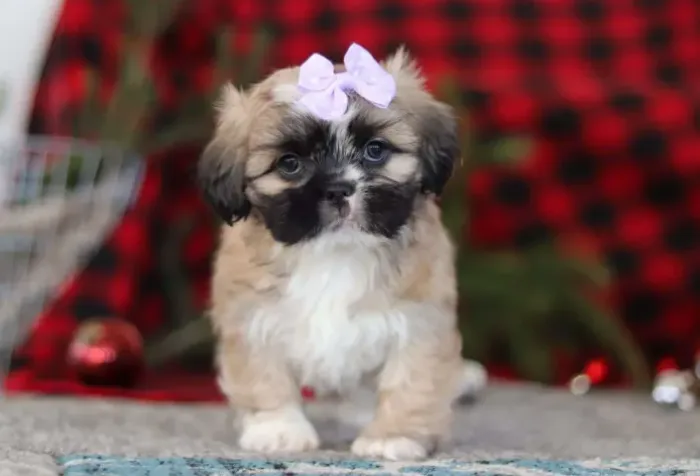 Quer ver os filhotes de Lhasa Apso? Me chama no WhatsApp agora!