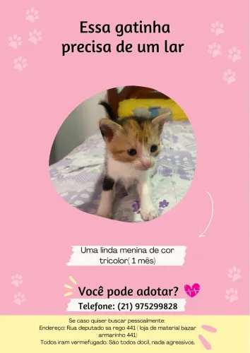 Adoção gatinha