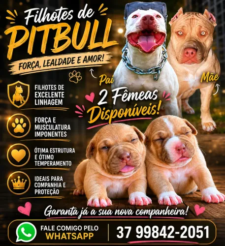 Filhotes de Pitbull