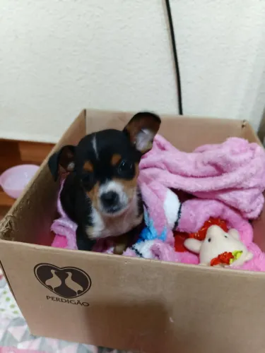 Pinscher Femêa