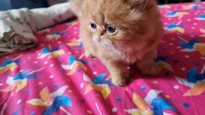 Gatos Persa macho 12x110