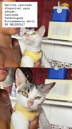 Gatinha castrada para adoção 