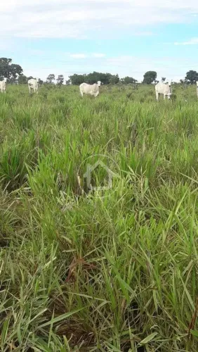 FAZENDA EM POCONÉ DOCUMENTADA