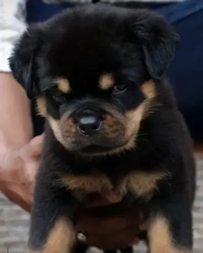 FILHOTES DISPONÍVEIS - ROTTWEILER