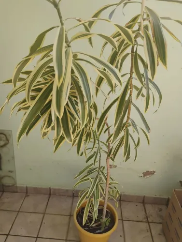 Dracena 2 Cores é a planta das novelas, lindíssimas!