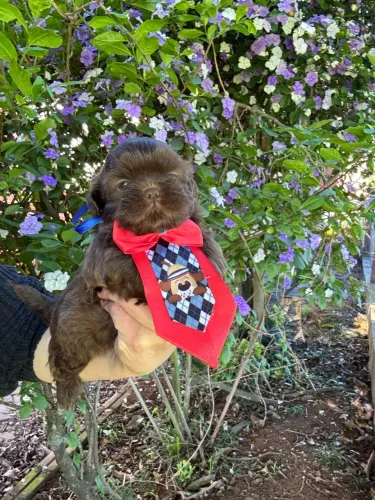Shih tzu machos