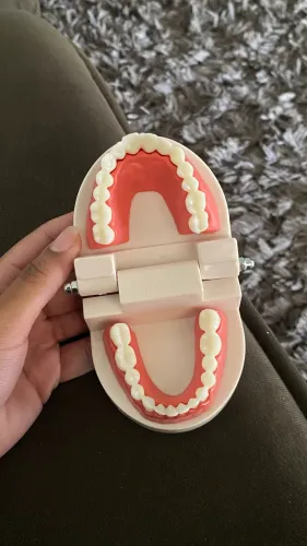Macromodelo odontológico - manequim