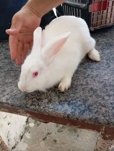 Vendo lindos coelho