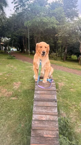 Doação Golden Retriever 