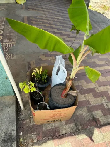 Mudas de Banana Prata