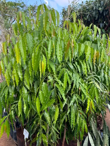 Muda de Choupala 
