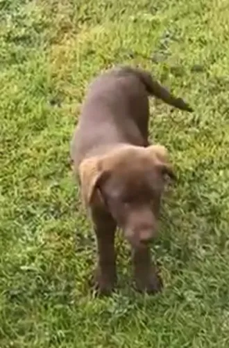 Labrador com Entrega Garantida