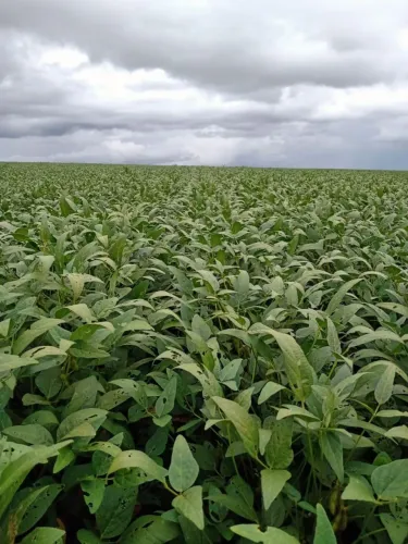 Sítio 27.88 alqueiro planta 27 alqueieo