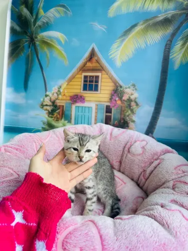 Bengal Silver Macho 