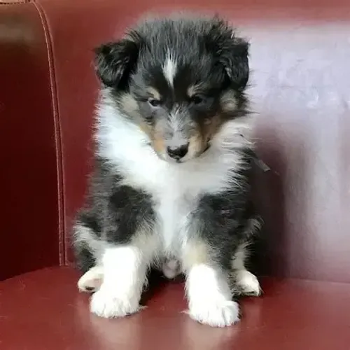 Cachorro da Raça Pastor de Shetland à Venda! 