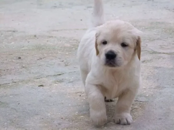 Golden Retriever- Fêmea douradinha com 49 dias, 100% raça pura- Dani