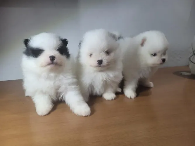 Spitz Alemão um pedacinho de amor com patinhas.