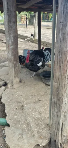 Vendemos Galinha Caipira e Peru