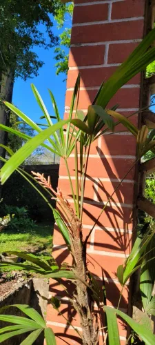 Palmeira Rafis adulta em grande vaso de barro