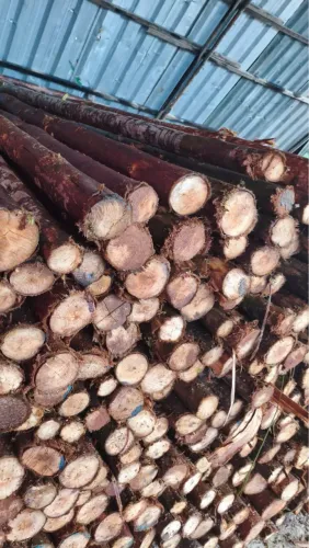 Escoras eucalipto comum sem tratamento com casca de 3 mts.  4 MTS. É 6.00 mts