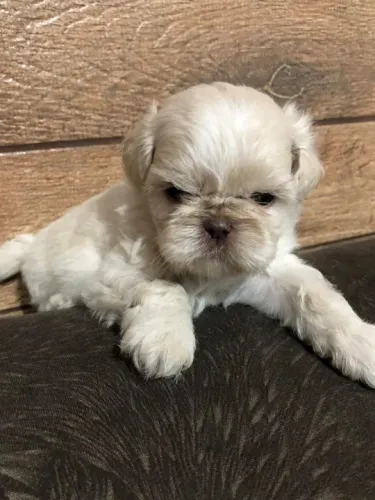 Shih tzu Filhotes de mais alto padrão da raça