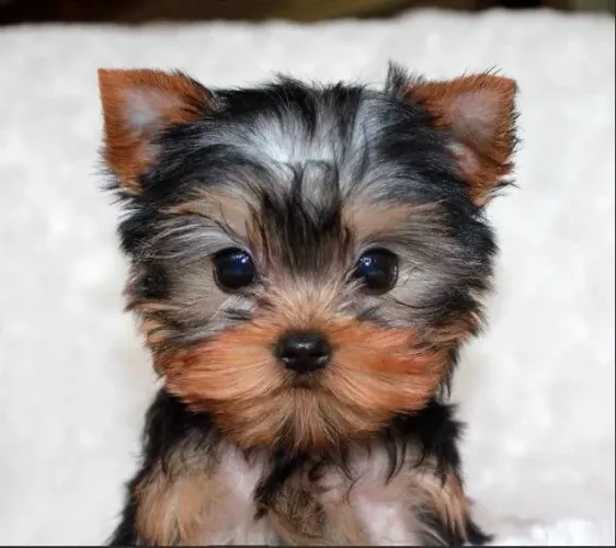 Yorkshire filhotes - Encantadores e prontos para o novo lar!