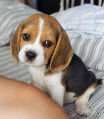 Filhote Beagle, Escolha seu companheiro para a vida toda!