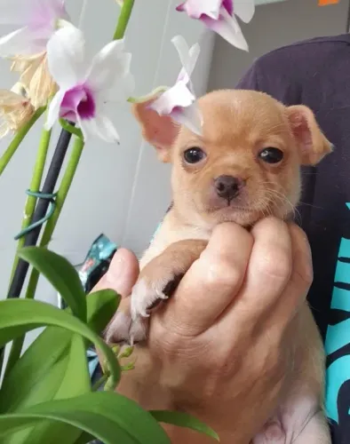 Filhotes Femeas de Chihuahua: Mini, Lindas