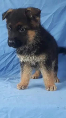 Pastor Alemão fêmea capa preta filhote com 55 dias vacinada e com pedigree 