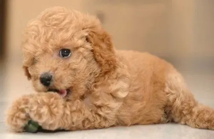 Poodle femea champanhe disponível 