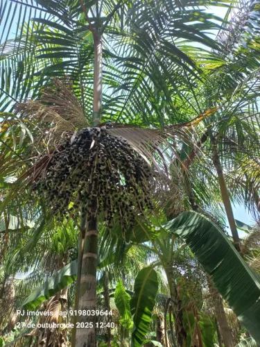 200 hectares com açaizal e areial ,pista de pouso há 70 km de Belém do Pará R$ 3.800.000