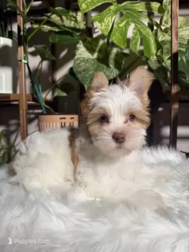 Um lindo yorkshire merle macho olho azul! Perfeito 