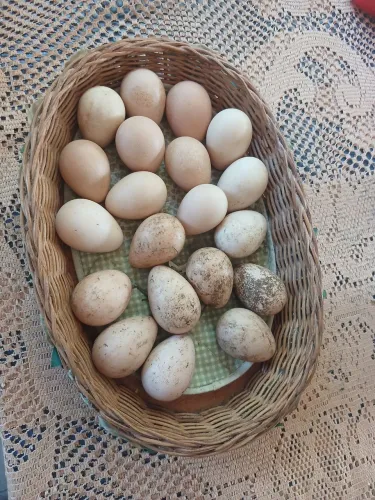 Ovos galinha Angola