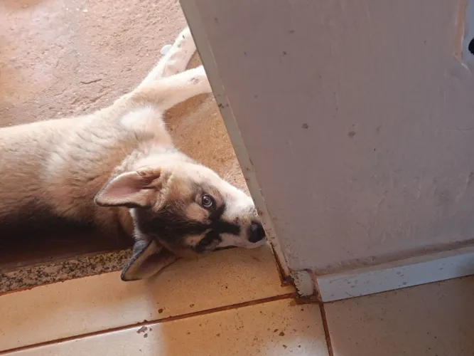 Husky siberiano 3 meses 