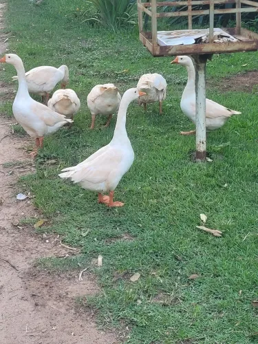 Ganso a  vendas