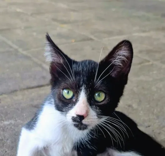 Gatinho 3 meses, carinhoso