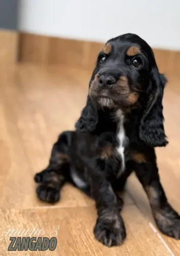 Filhote de Cocker Spaniel Inglês
