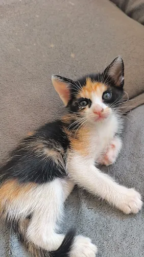 Gatinha para adoção